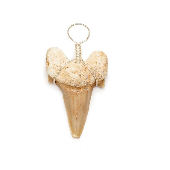 Genuine Fossilized Madagascar Shark Tooth Necklace Fossil Pendant Wire Wrapped - Picture 1 of 8